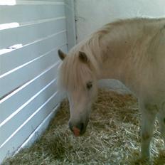 Anden særlig race Mickey<3 