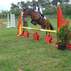 New Forest Holiday Dream