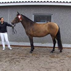 New Forest Holmens Gold Jessie solgt