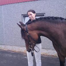 New Forest Holmens Gold Jessie solgt