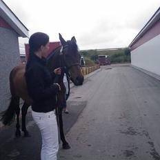 New Forest Holmens Gold Jessie solgt