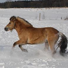 Anden særlig race Missel Anton *Solgt*