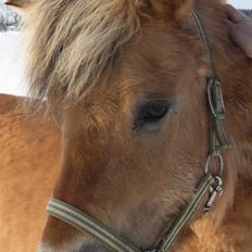 Anden særlig race Missel Anton *Solgt*