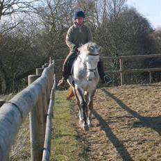 Anglo Araber (AA) Butterhill's Chasmine
