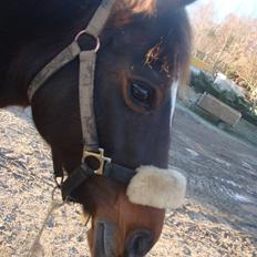 Anden særlig race Beauty 