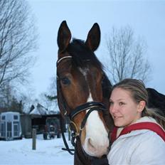Trakehner Dalton - Solgt:')