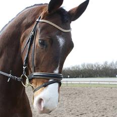 Trakehner Dalton - Solgt:')