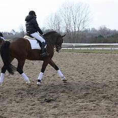 Trakehner Dalton - Solgt:')