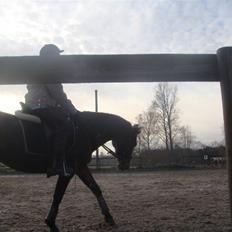 Anden særlig race Beauty 