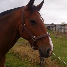 Anden særlig race Fanny