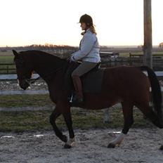 Anden særlig race Fanny