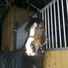 Welsh Pony af Cob-type (sec C) Sharona