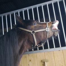 Welsh Pony af Cob-type (sec C) Sharona