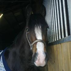 Welsh Pony af Cob-type (sec C) Sharona