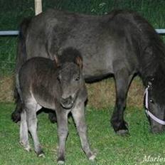 Anden særlig race Hope SOLGT