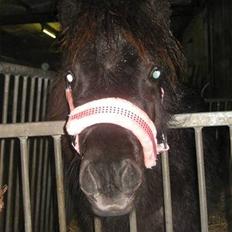 Anden særlig race Hope SOLGT