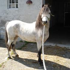 Welsh Pony (sec B) Bangs Tempo *SOLGT*