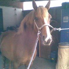 Hollandsk Sportspony Woody-S