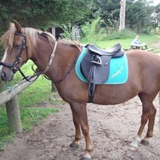 Hollandsk Sportspony Woody-S