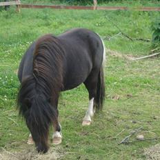 Shetlænder Thor.