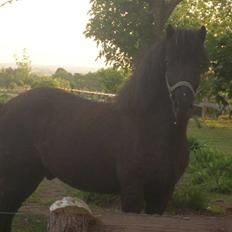 Islænder Kóngúr fra Litla-Moshvoli