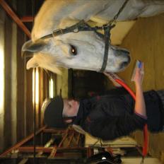 Anden særlig race Elvis Vibjerg (SOLGT)