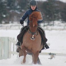 Anden særlig race MR.BOMBASTICK