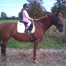 Frederiksborg vivaldi"s sunshine R.I.P