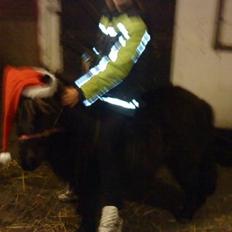 Shetlænder Monty(den dejlige<3)Solgt