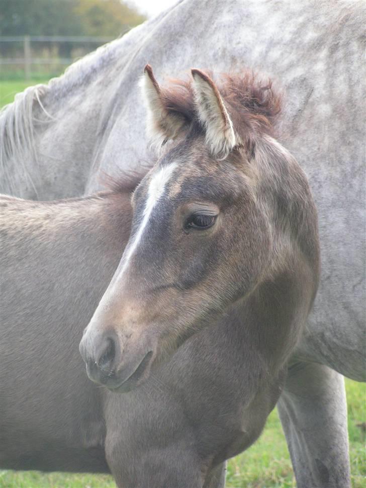 Palomino Bryggergårdens Armani - 3 mdr. billede 1