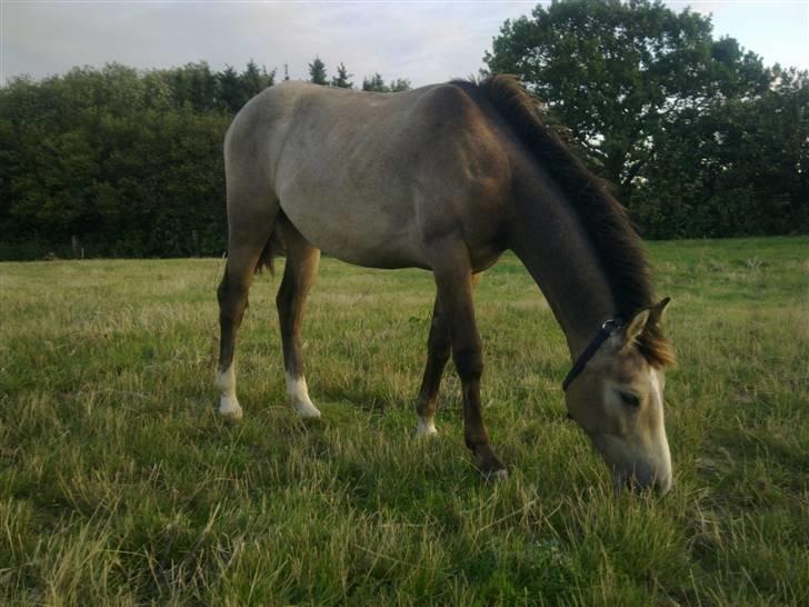 Palomino Bryggergårdens Armani - 14 mdr. billede 10