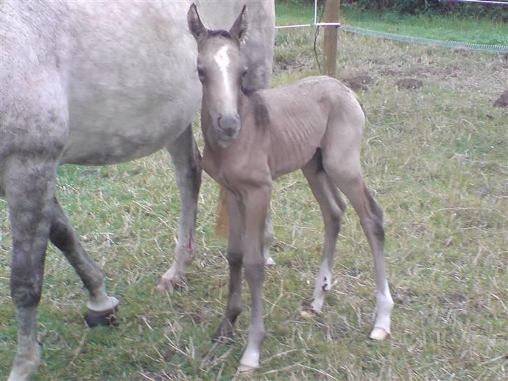 Palomino Bryggergårdens Armani - Få dage gammel billede 3