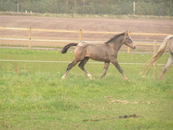 Palomino Bryggergårdens Armani - 3 mdr. billede 6