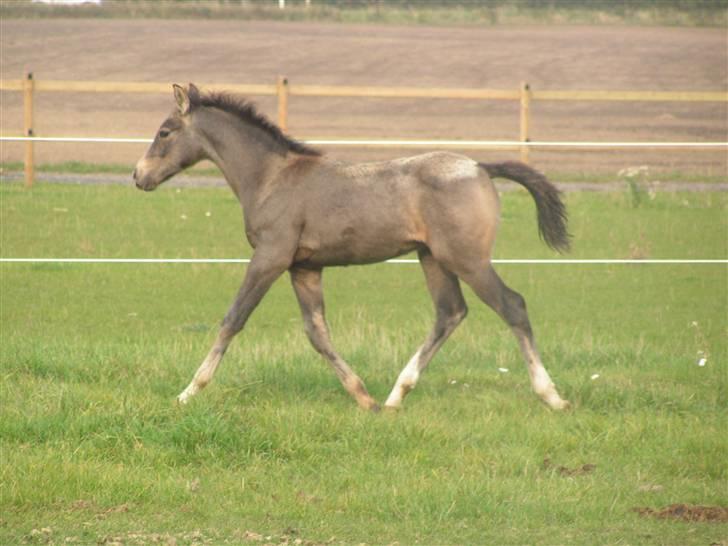 Palomino Bryggergårdens Armani - 3 mdr. billede 7