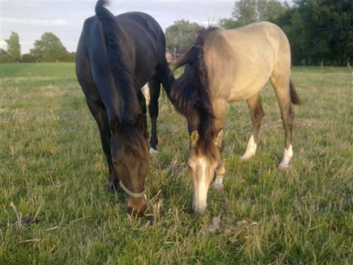 Palomino Bryggergårdens Armani - 14 mdr. og foldkammeraten på ca. 2 år billede 11
