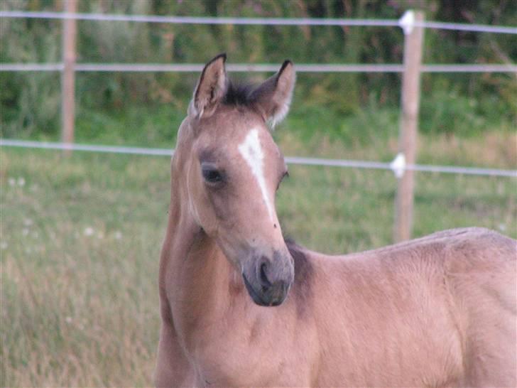 Palomino Bryggergårdens Armani - 3 uger billede 4