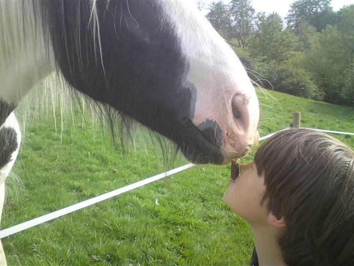 Irish Cob Molan - Matias og Molan - sommer 2009 billede 17