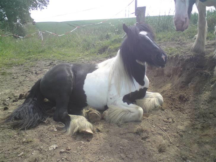 Irish Cob Molan - Molans ven Cavan, også fra Ærø - nu går de på Als, mine to drenge  billede 18