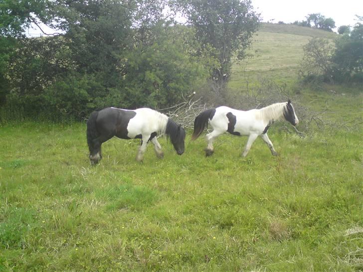 Irish Cob Molan - Dejlige krikker - mine hestebrødre  billede 19