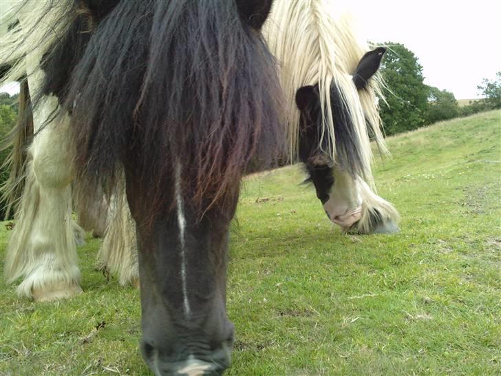 Irish Cob Molan - :O) billede 20