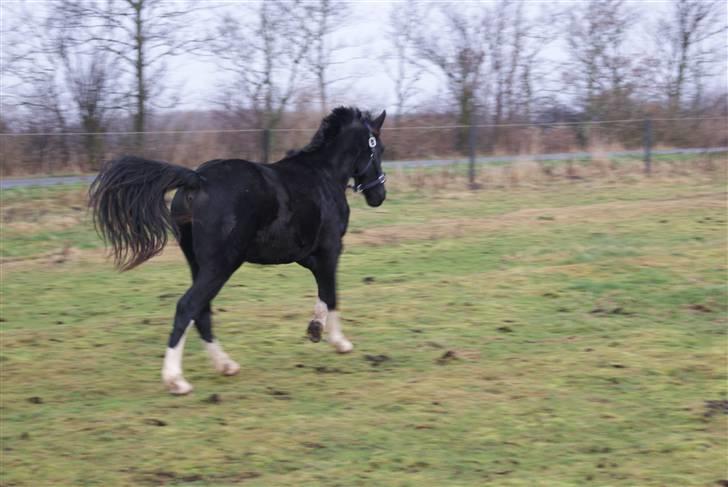 Pinto benelli - så har han været her lidt over en uge og er faldet rigtig godt til  billede 7