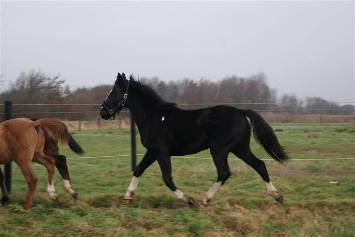 Pinto benelli billede 8