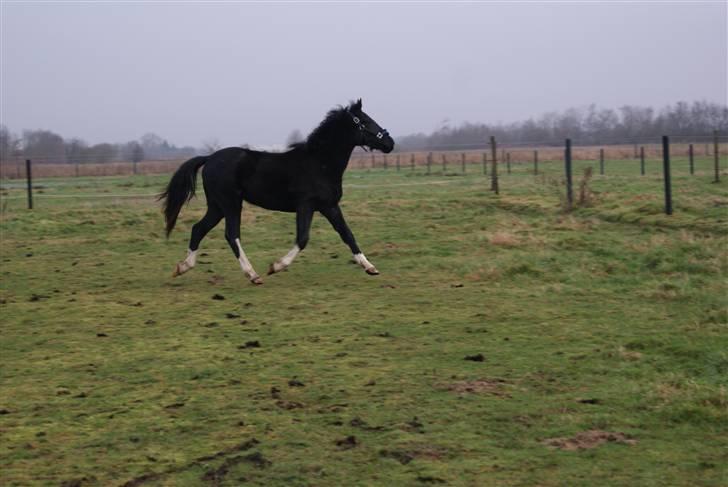 Pinto benelli billede 9