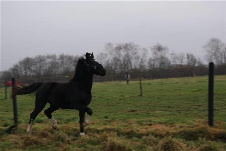 Pinto benelli billede 10