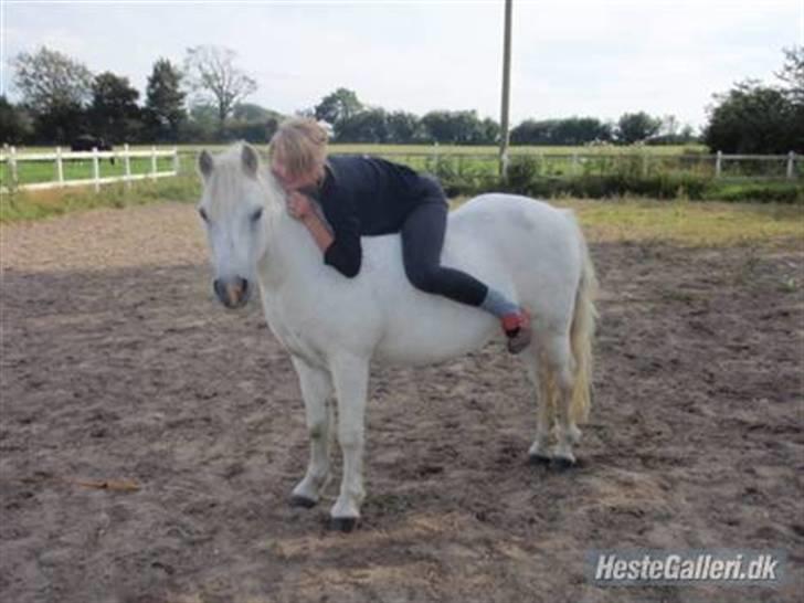 Welsh Mountain (sec A) Lollipop':* billede 17