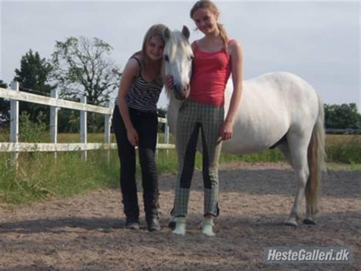 Welsh Mountain (sec A) Lollipop':* billede 18