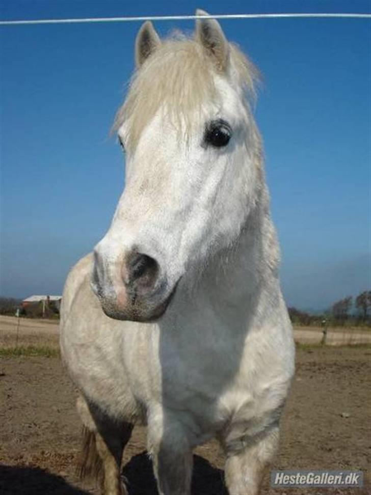 Welsh Mountain (sec A) Lollipop':* billede 19