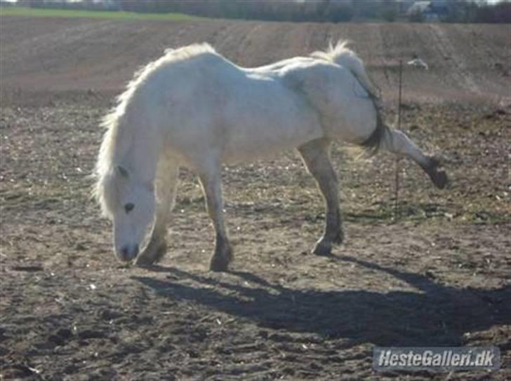 Welsh Mountain (sec A) Lollipop':* billede 20