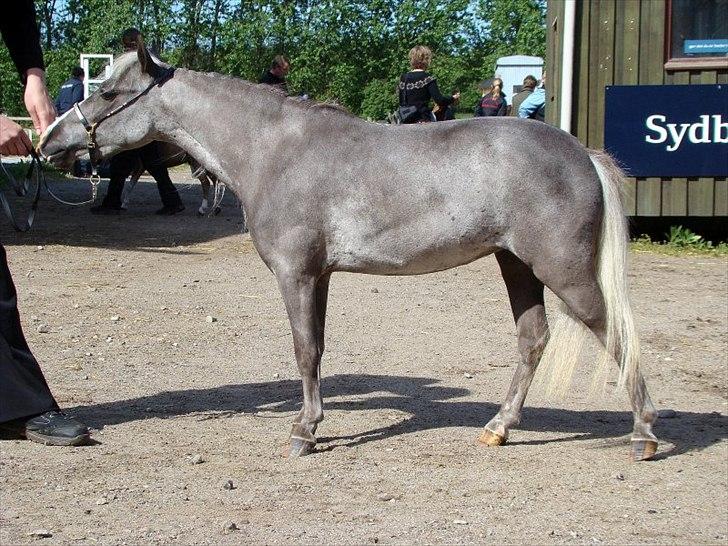 Amerikansk Miniature  NKG silver Socks billede 3