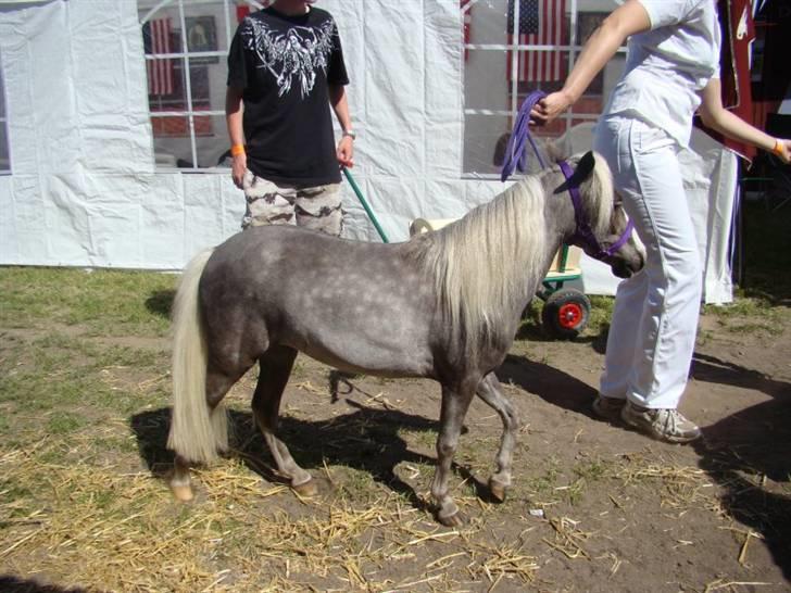 Amerikansk Miniature  NKG silver Socks - foto- charlotte Kyhl billede 5